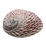 Räucherschale aus polierter Abalone-Muschel, L 16 bis 18 cm