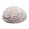 Abalone-Muschel polierte Räucherschale M 15 bis 16 cm