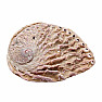 Räucherschale aus polierter Abalone-Muschel, S 10 bis 11 cm