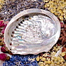 Räucherschale aus polierter Abalone-Muschel, S 10 bis 11 cm