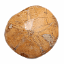 Seeigel - Fossil