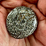 Schwarze getrommelte fossile Koralle Marokko 4