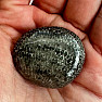 Schwarze getrommelte fossile Koralle Marokko 9