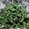 Jade (kanadische Jade) Armband geschliffen AA Qualität