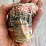 Rosa Opal roh 8