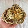 Versteinertes Holz, polierter Schnitt 13