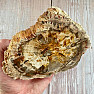 Versteinertes Holz, polierter Schnitt 13