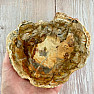 Versteinertes Holz, polierter Schnitt 14