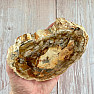 Versteinertes Holz, polierter Schnitt 14