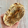 Versteinertes Holz, polierter Schnitt 15
