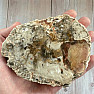 Versteinertes Holz, polierter Schnitt 16
