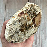 Versteinertes Holz, polierter Schnitt 16