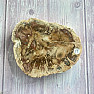 Versteinertes Holz, polierter Schnitt 19