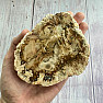 Versteinertes Holz, polierter Schnitt 19