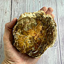 Versteinertes Holz, polierter Schnitt 22