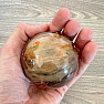 Versteinerte Holzkugel Madagaskar 22